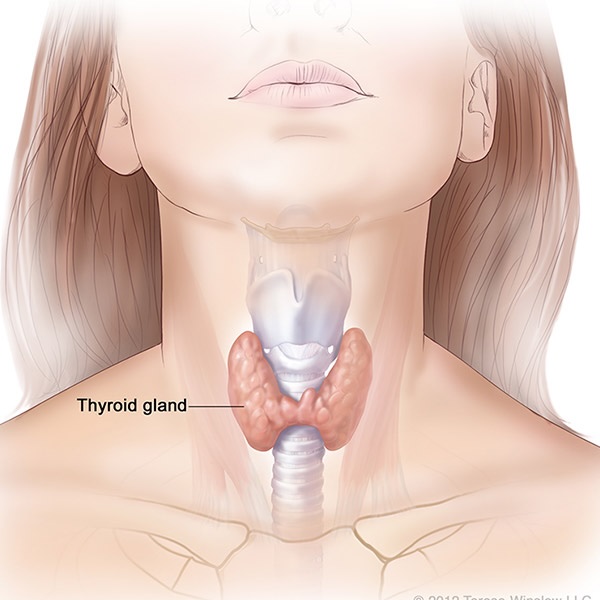 Thyroid Gland Diagram woman Thyroid Gland Diagram woman