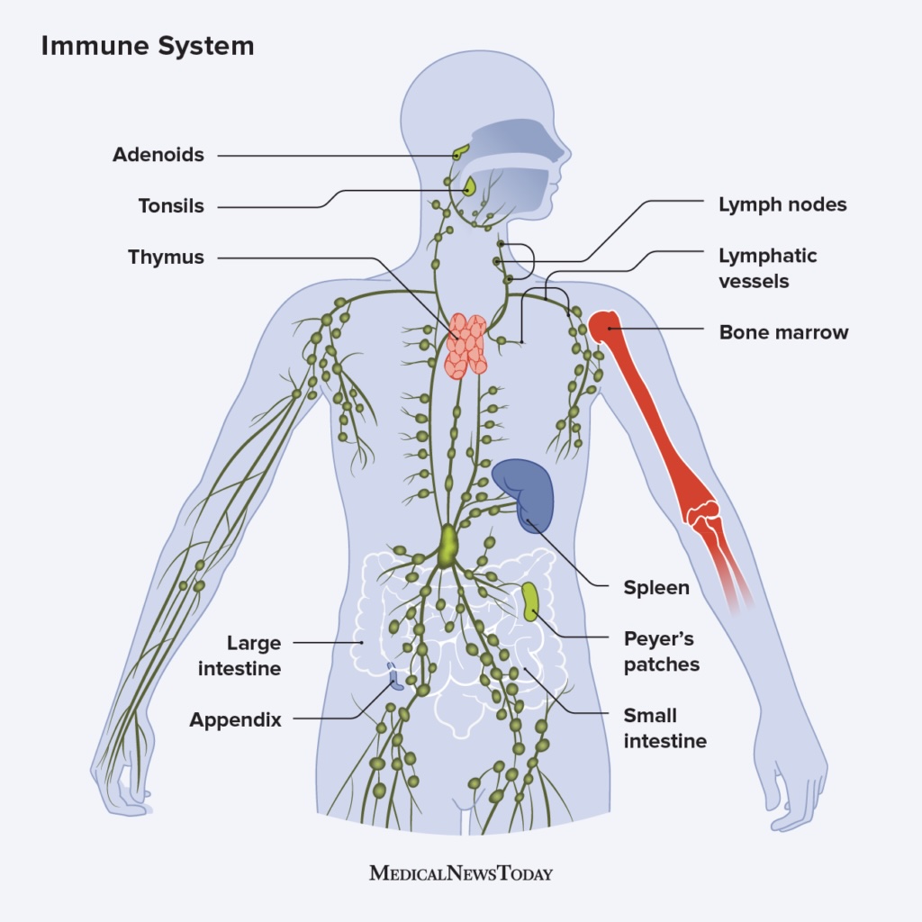 immune-system-organs-diagram Diagram of the human immune system